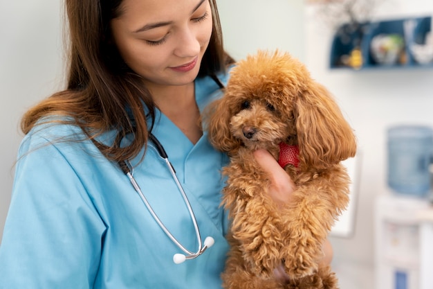 Close up veterinarian holding cute dog