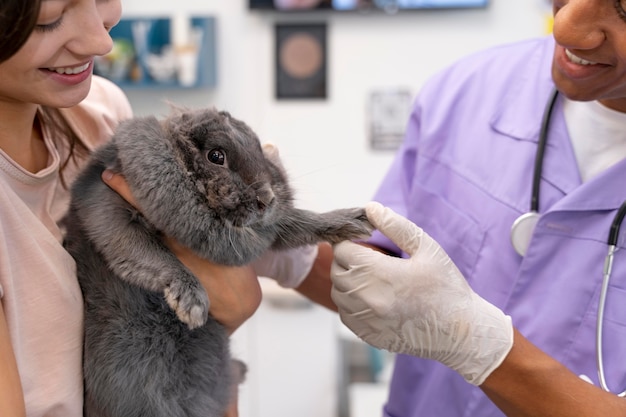 Close up veterinarian holding rabbit's paw
