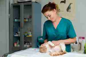 Free photo close up on veterinarian taking care of cat