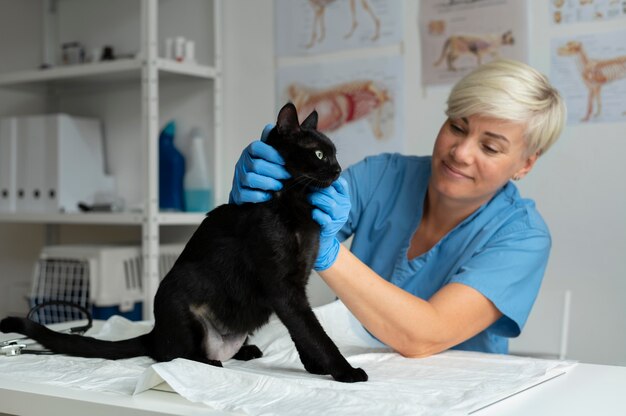 猫の世話をしている獣医にクローズアップ