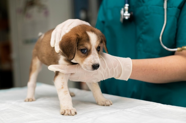 犬の世話をしている獣医にクローズアップ