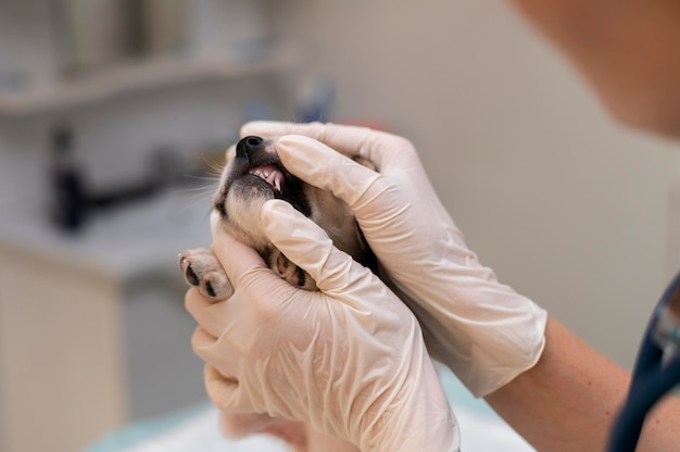 Free photo close up on veterinarian taking care of dog