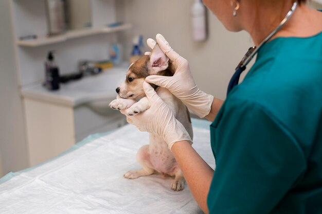 Close up on veterinarian taking care of dog