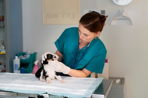 Free photo close up on veterinarian taking care of dog