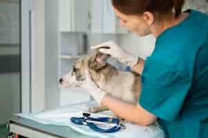 Free photo close up on veterinarian taking care of dog