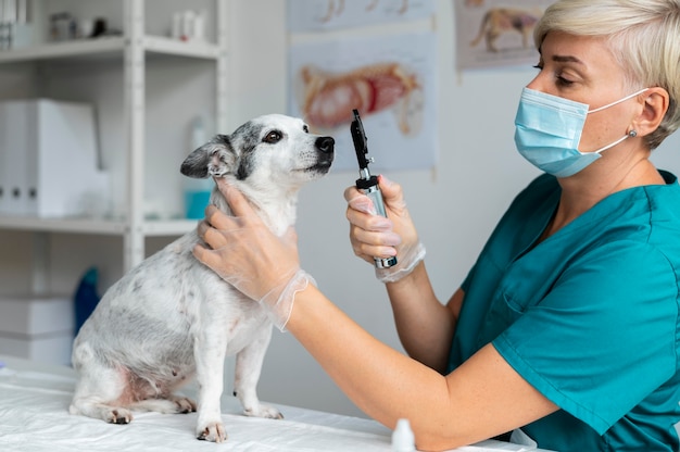 Close up on veterinarian taking care of dog