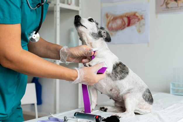 犬の世話をしている獣医にクローズアップ
