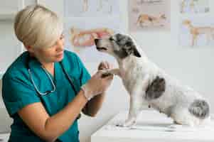 Free photo close up on veterinarian taking care of dog