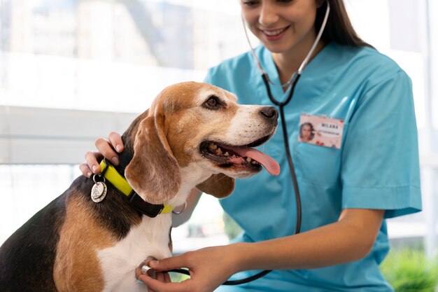 Close up on veterinarian taking care of pet