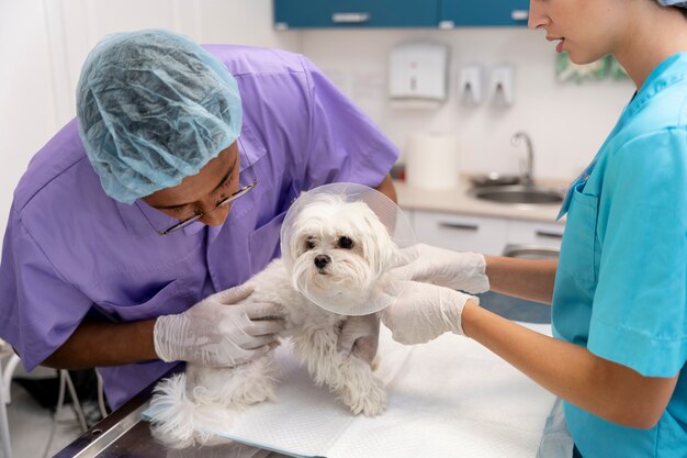 Primo piano sul veterinario che si  prende cura dell 