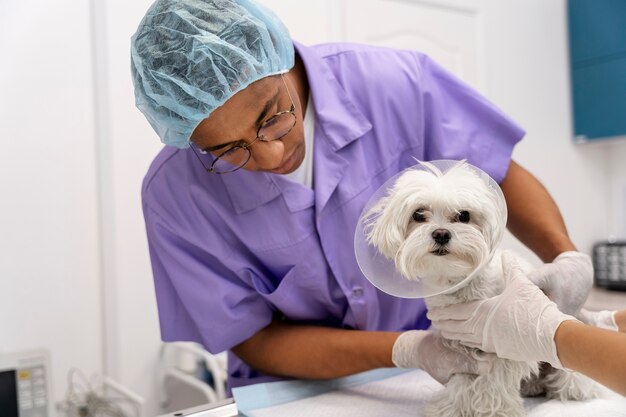 Close up on veterinarian taking care of pet