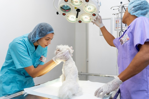 Close up on veterinarian taking care of pet