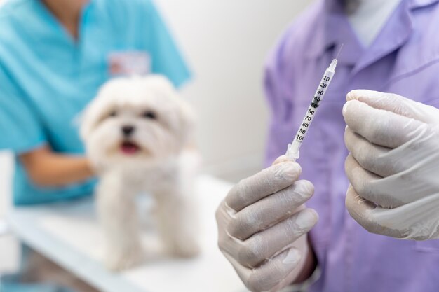 Close up on veterinarian taking care of pet