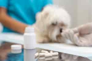 Free photo close up on veterinarian taking care of pet