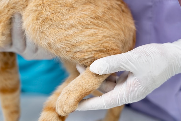 Close up on veterinarian taking care of pet