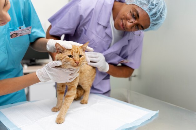 Close up on veterinarian taking care of pet