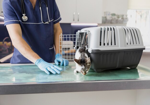 Foto gratuita veterinario del primo piano con il gatto che esce di gabbia