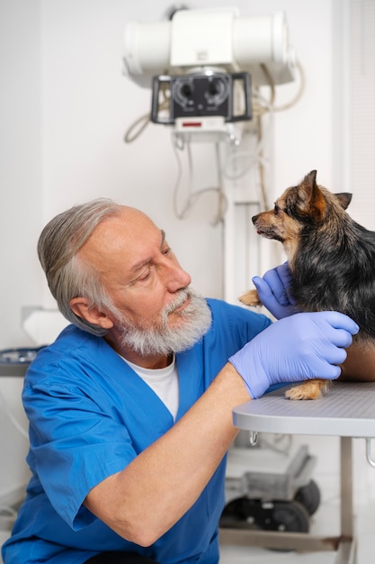 Foto gratuita primo piano sul medico veterinario che si prende cura dell'animale domestico