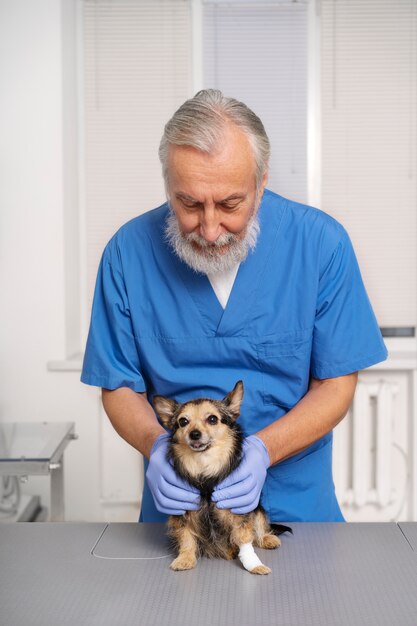 Close up on veterinary doctor taking care of pet