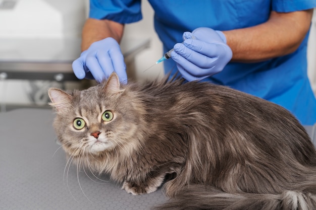Foto gratuita primo piano sul medico veterinario che si prende cura dell'animale domestico