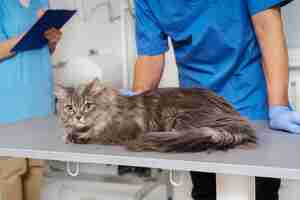 Free photo close up on veterinary doctor taking care of pet