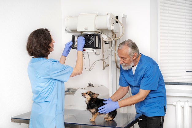 Close up on veterinary doctor taking care of pet