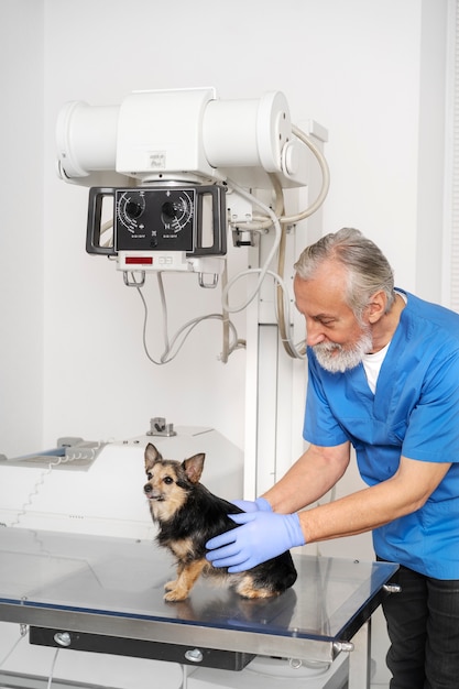 Foto gratuita primo piano sul medico veterinario che si prende cura dell'animale domestico