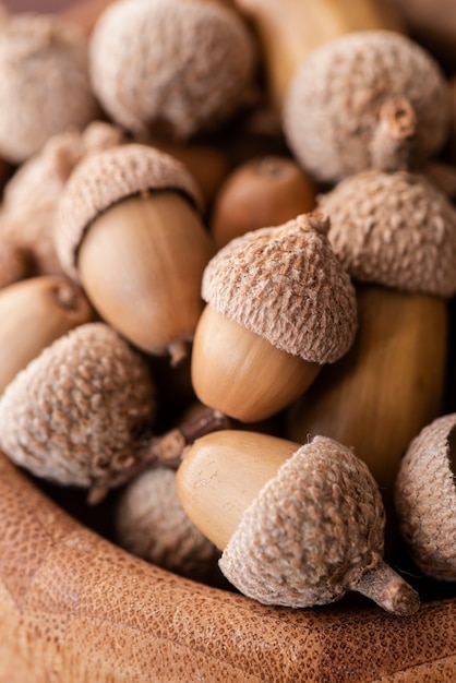 Close-up view of acorns