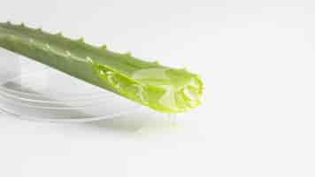 Free photo close-up view of aloe vera beauty concept