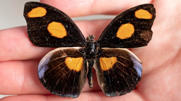 Close-up view of beautiful butterfly concept