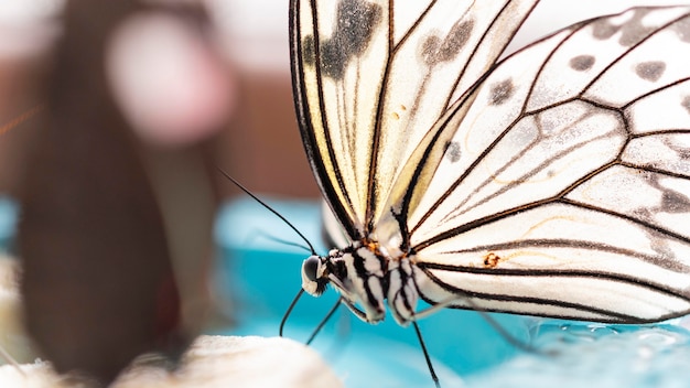 Free photo close-up view of beautiful butterfly concept