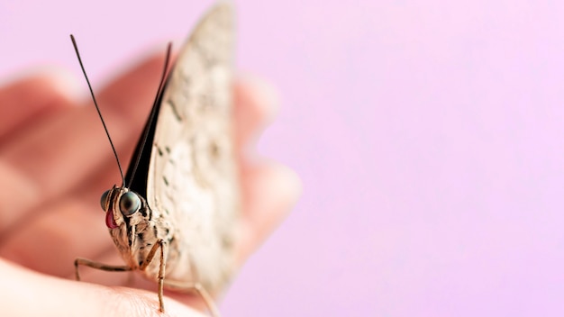 Close-up view of beautiful butterfly concept