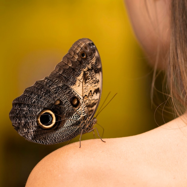 Close-up view of beautiful butterfly concept