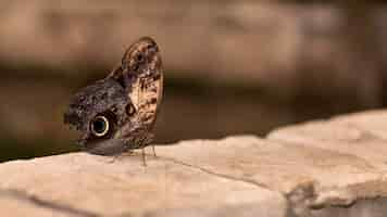 Free photo close-up view of beautiful butterfly concept