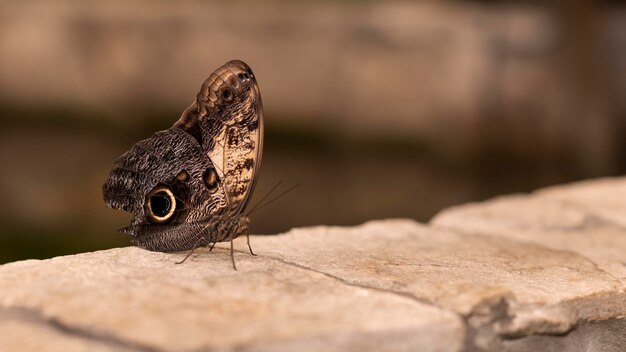 Close-up view of beautiful butterfly concept