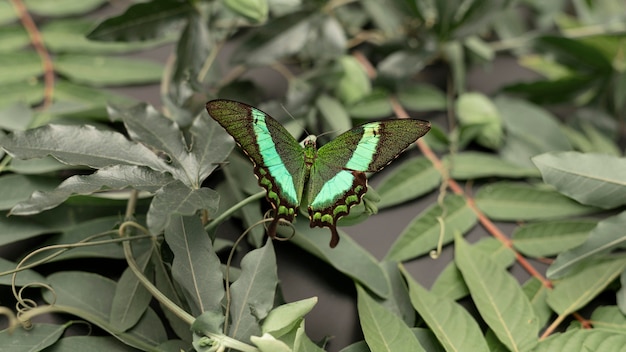 Close-up view of beautiful butterfly concept