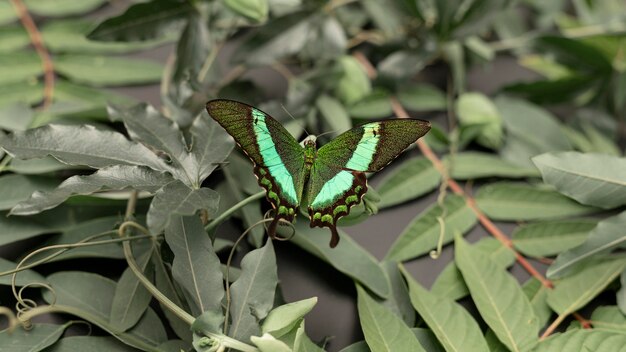 Close-up view of beautiful butterfly concept