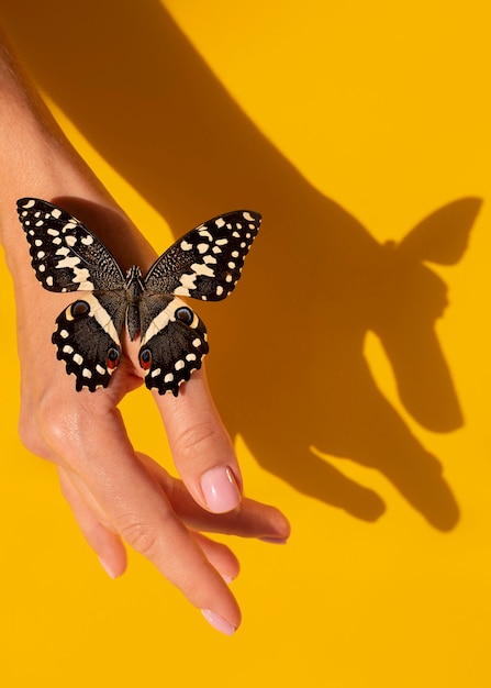 Крупным планом вид красивой бабочки под рукой
