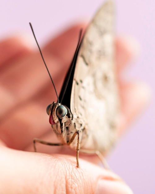 Close-up view of beautiful butterfly on hand