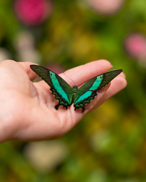 Close-up view of beautiful butterfly on hand