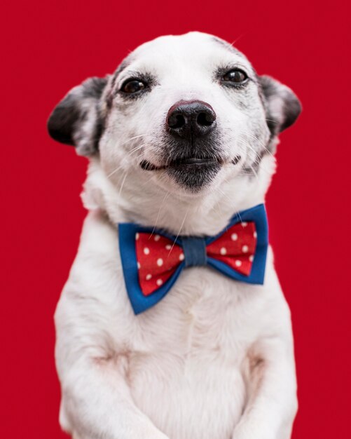 close-up view of beautiful dog with bow tie