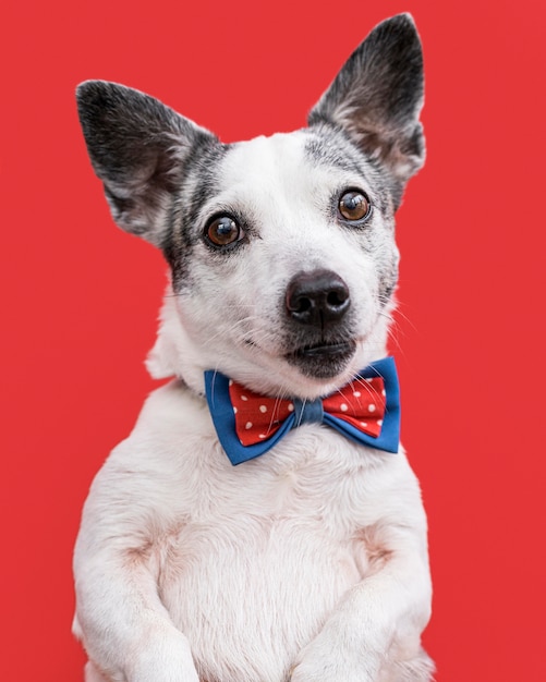 Free photo close-up view of beautiful dog with bow tie