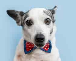 Free photo close-up view of beautiful dog with bow tie