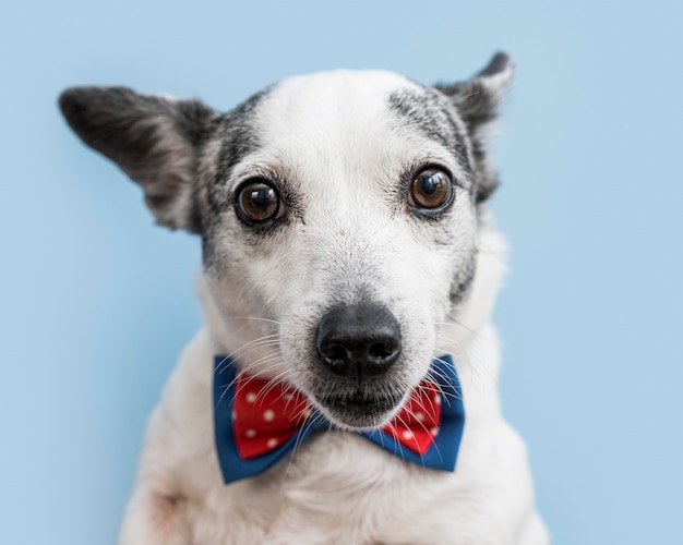 Close-up view of beautiful dog with bow tie