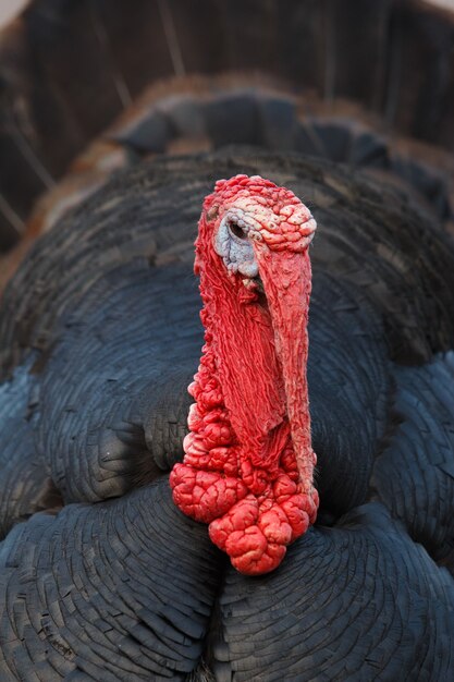 Close-up view of the bust of a turkey with red mucus and black feathers