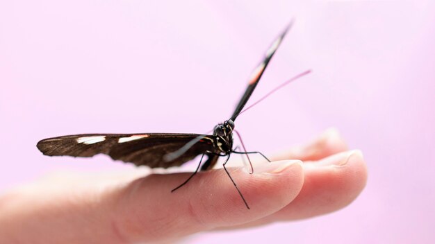 Close-up view of butterfly on hand