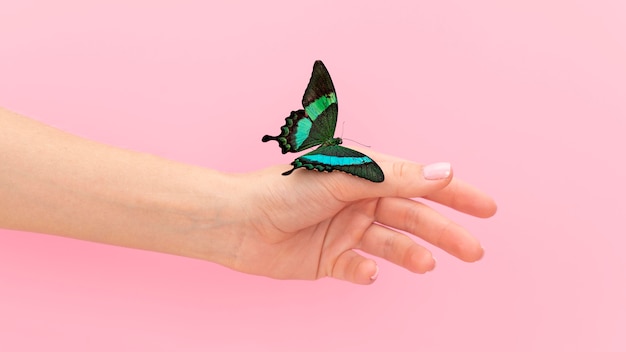 Крупным планом бабочка сидит под рукой