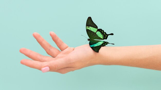 Close-up view of butterfly sitting on hand