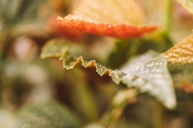 Close up view of different leaves