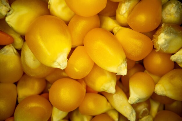 Close up view of dry corn seeds